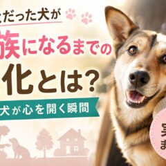 野良犬が家族になるまでの変化・実話まとめ｜保護犬と築く絆の記録