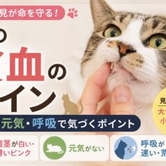 猫の貧血のサイン｜歯茎・元気・呼吸で気づくポイントを獣医師監修で解説