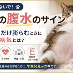 猫の腹水のサイン｜お腹だけ膨らむときに疑う病気と今すぐできる確認方法