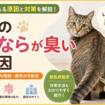猫のおならが臭い原因｜フード・腸内環境・病気の可能性を徹底解説