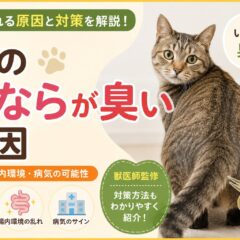 猫のおならが臭い原因｜フード・腸内環境・病気の可能性を徹底解説