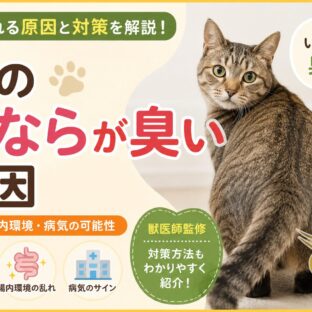 猫のおならが臭い原因｜フード・腸内環境・病気の可能性を徹底解説
