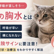 猫の胸水とは｜呼吸が早い・横になれない時の危険サイン