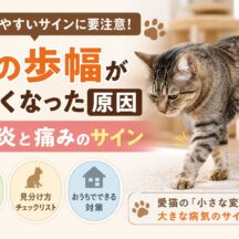 猫の歩幅が小さくなった原因｜関節炎と痛みのサインを見逃さないために