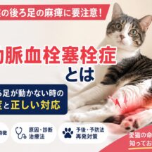 猫の大動脈血栓塞栓症とは｜突然後ろ足が動かない時の緊急度