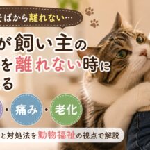 猫がそばを離れない理由は「甘え」だけじゃない｜不安・痛み・老化のサインを見逃さないために