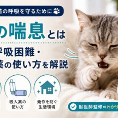 猫の喘息とは｜咳・呼吸困難・吸入薬の使い方を解説