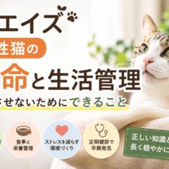 猫エイズ陽性猫の寿命と生活管理｜発症させないためにできること