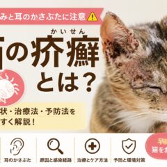 猫の疥癬とは｜強いかゆみと耳のかさぶたに注意すべき理由