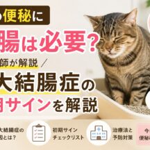 猫の便秘に浣腸は必要？巨大結腸症の初期サインを解説