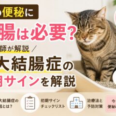 猫の便秘に浣腸は必要？巨大結腸症の初期サインを解説