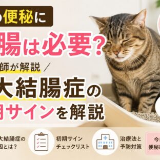 猫の便秘に浣腸は必要？巨大結腸症の初期サインを解説