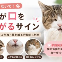 猫が口を痛がるサイン｜食べ方・よだれ・顔を触る行動から判断する方法