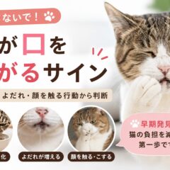 猫が口を痛がるサイン｜食べ方・よだれ・顔を触る行動から判断する方法