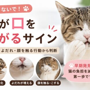 猫が口を痛がるサイン｜食べ方・よだれ・顔を触る行動から判断する方法