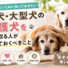 老犬・大型犬の保護犬を引き取る前に知っておくべき8つのこと【動物福祉の現場から】