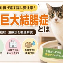 猫の巨大結腸症とは｜便秘を繰り返す猫の治療と食事管理