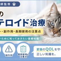 猫のステロイド治療｜メリット・副作用・長期使用の注意点を獣医師監修レベルで解説