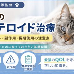 猫のステロイド治療｜メリット・副作用・長期使用の注意点を獣医師監修レベルで解説