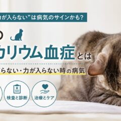 猫の低カリウム血症とは｜首が上がらない・力が入らない時の病気