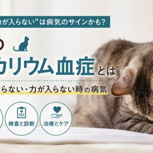 猫の低カリウム血症とは｜首が上がらない・力が入らない時の病気
