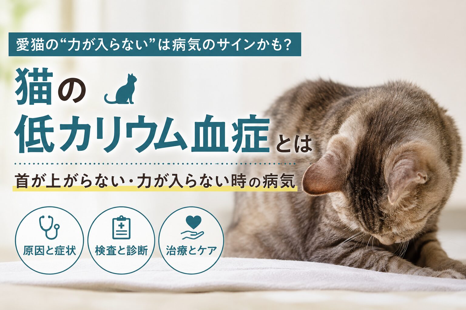猫の低カリウム血症とは