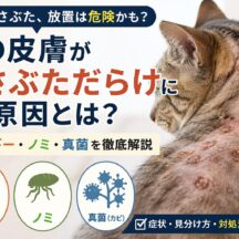 猫の皮膚がかさぶただらけになる原因|アレルギー・ノミ・真菌を解説