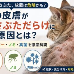 猫の皮膚がかさぶただらけになる原因|アレルギー・ノミ・真菌を解説