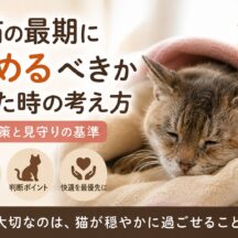 老猫の最期に暖めるべきか迷った時の考え方｜動物福祉の視点から丁寧に解説