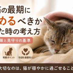 老猫の最期に暖めるべきか迷った時の考え方｜動物福祉の視点から丁寧に解説