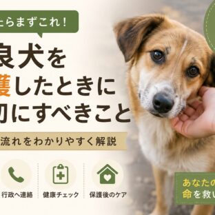 野良犬を保護したときに最初にすべきこと｜行動の流れと注意点を徹底解説