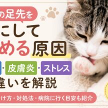 猫の足先を気にして舐める原因｜ケガ・皮膚炎・ストレスの違いと正しい対処法
