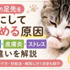 猫の足先を気にして舐める原因｜ケガ・皮膚炎・ストレスの違いと正しい対処法