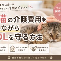 老猫の介護費用を抑えながらQOLを守る方法｜専門家が教える賢いケア戦略