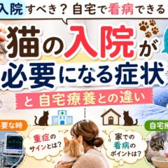 猫の入院が必要になる症状と自宅療養との違い｜獣医師監修の判断基準を徹底解説