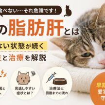 猫の脂肪肝とは｜食べない状態が続く危険性と治療・予防まで徹底解説