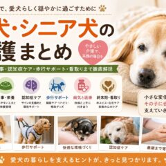 老犬・シニア犬の介護まとめ｜介護準備・食事・認知症・歩行ケア・看取りまで
