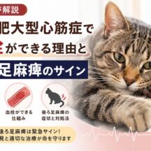 猫の肥大型心筋症で血栓ができる理由と後ろ足麻痺のサイン｜見逃せない緊急症状を徹底解説