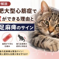 猫の肥大型心筋症で血栓ができる理由と後ろ足麻痺のサイン｜見逃せない緊急症状を徹底解説