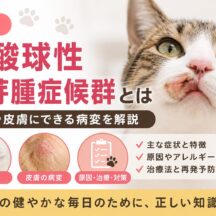 猫の好酸球性肉芽腫症候群とは｜唇や皮膚にできる病変を徹底解説