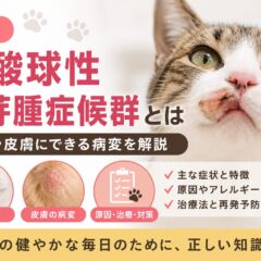 猫の好酸球性肉芽腫症候群とは｜唇や皮膚にできる病変を徹底解説