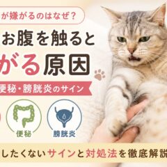 猫のお腹を触ると嫌がる原因｜痛み・便秘・膀胱炎のサインを見逃さないために