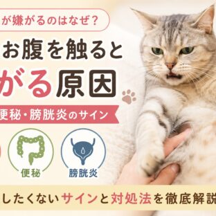 猫のお腹を触ると嫌がる原因｜痛み・便秘・膀胱炎のサインを見逃さないために