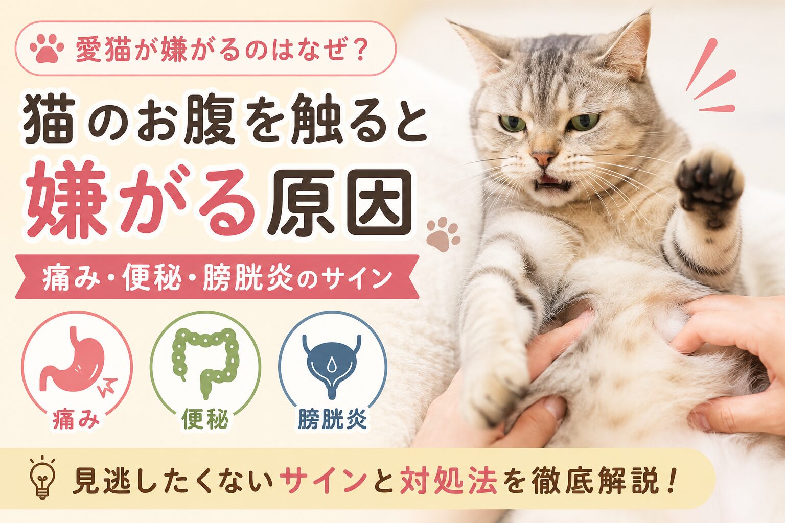 猫のお腹を触ると嫌がる原因