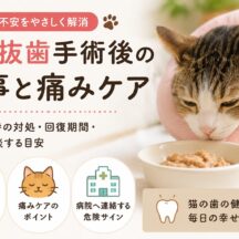 猫の抜歯手術後の食事と痛みケア｜獣医師監修・完全ガイド
