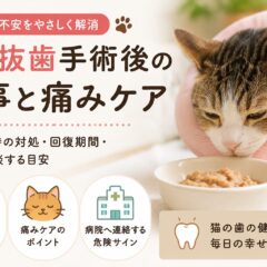 猫の抜歯手術後の食事と痛みケア｜獣医師監修・完全ガイド