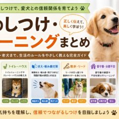 犬のしつけ・トレーニングまとめ｜子犬の社会化・無駄吠え・噛み癖・散歩・留守番まで
