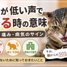 猫が低い声で唸る時の意味|怒り・痛み・病気のサイン