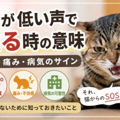 猫が低い声で唸る時の意味|怒り・痛み・病気のサイン