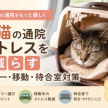 老猫の通院ストレスを減らす完全ガイド｜キャリー・移動・待合室の対策を徹底解説